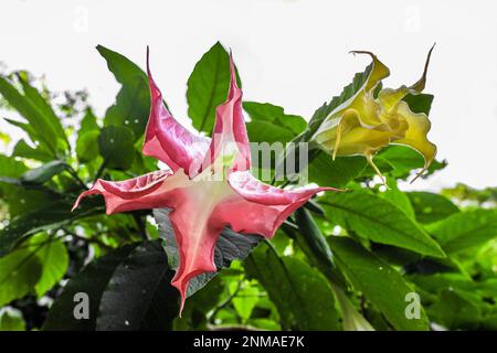 Un rosso tropicale e un giallo Angels Trumpet o Devils Trump fiore che fiorisce su uno sfondo bianco con spazio per la copia. Foto Stock