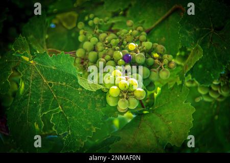 Mazzetto di uve verdi con una viola circondata da foglie sulla vite in ombra-fuoco selettivo. Foto Stock