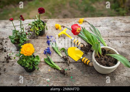 Tulipano in una pentola. Trapiantando e coccolando piante. Strumenti da giardino, spatola e pistola a spruzzo accanto al daffodil con una cipolla. Ora di primavera. Concetto di tr Foto Stock