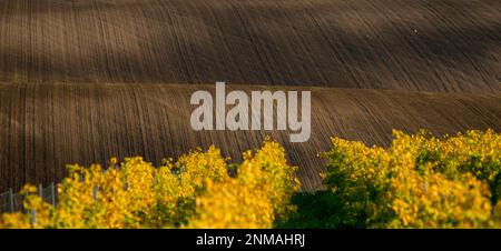 Vigne in primo piano di incredibili campi ondulati della Moravia. repubblica Ceca Foto Stock