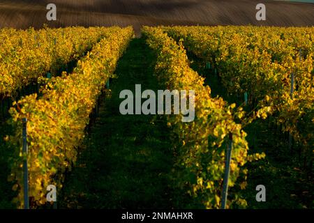 Vigne in primo piano di incredibili campi ondulati della Moravia. repubblica Ceca Foto Stock