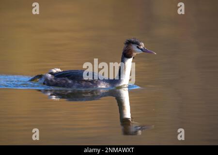 Closeup di una coppia di grebe a collo nero, podiceps nigricollis, in estate tuono di danza corso sulla superficie d'acqua di un lago. Foto Stock