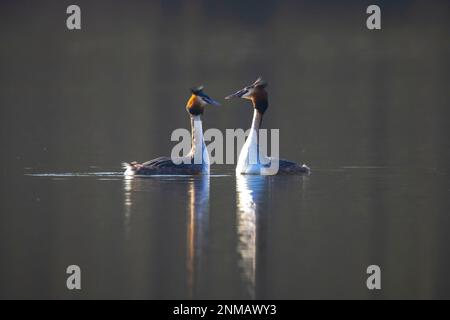 Closeup di una coppia di grebe a collo nero, podiceps nigricollis, in estate tuono di danza corso sulla superficie d'acqua di un lago. Foto Stock