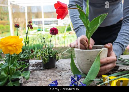 Un giovane agricoltore trapianta un grosso tulipano rosso da una pentola di ceramica bianca. Lavori primaverili in giardino. Foto Stock