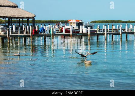 I pellicani atterrano su un molo di legno e sull'acqua vicino a una capanna tiki con un rimorchiatore e una barca da diporto in lontananza sulle acque turchesi della Florida Key Foto Stock