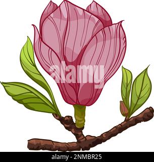 Bouquet di fiori di magnolia, illustrazioni. Composizione con fiori. Bouquet floreale. ramo con fiore rosa e foglie Illustrazione Vettoriale