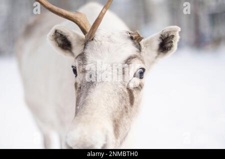 Bel cervo bianco con un corno. cervi Foto Stock