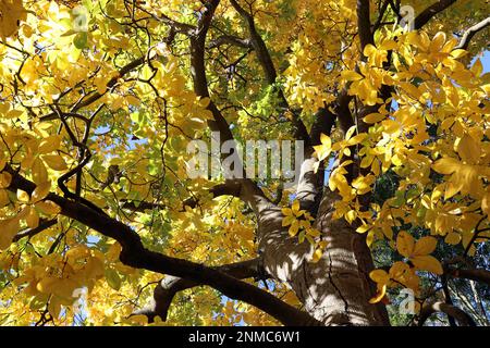 Shagbark Hickory (Carya ovata var. Pubescens), guardando fino al baldacchino dorato delle foglie in un giorno di autunno/autunno luminoso in ottobre. Kew Gardens, Inghilterra Foto Stock