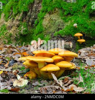Funghi d'arancia in abete rosso autunno foresta Foto Stock