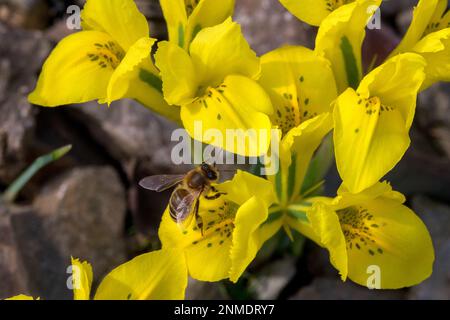 Apis mellifera, Honey Bee in Iris, Flower, Rockery, Garden, Winter, api mellifere, Danford Iris, Iris danfordiae, Yellow, Irises, ali di api Iris Foto Stock