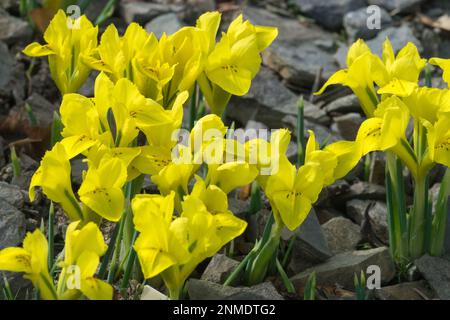 Iris reticulata 'Danfordiae' Danford Nano Iris Foto Stock