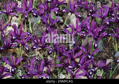 Malva, colore, iride nana reticolata, primavera, stagione, Iris, Iris reticulata paolina Foto Stock