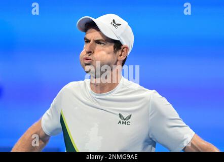 Doha, Qatar. 24th Feb, 2023. Andy Murray della Gran Bretagna reagisce durante la semifinale contro Jiri Lehecka della Repubblica Ceca al ATP250° Qatar Open 2023 a Doha, Qatar, 24 febbraio 2023. Credit: Nikku/Xinhua/Alamy Live News Foto Stock