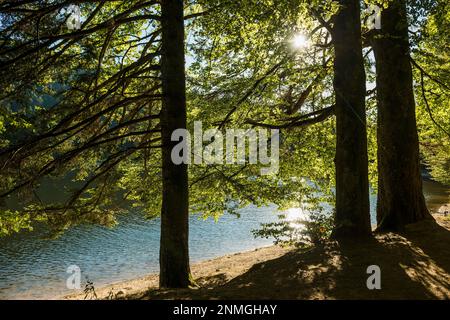 Lago di montagna in estate, Lac de Blanchemer, a Hohneck, la Bresse, Vosges, Regione Grand Est, Alsazia-Lorena, Vosgi e Alto Reno dipartimenti, Francia Foto Stock