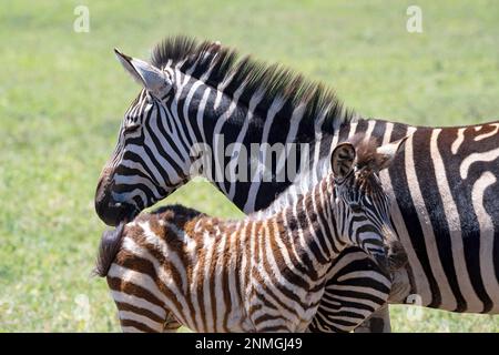 Zebra pianure (Equus quagga) o zebra cavallo, mare con volpe, 6 mesi, primo piano, zona di conservazione di Ngorongoro, Tanzania Foto Stock