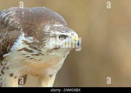 Poiana steppa comune (Buteo buteo) variante leggera, morfo chiaro, ritratto animale, Siegerland, Renania settentrionale-Vestfalia, Germania Foto Stock