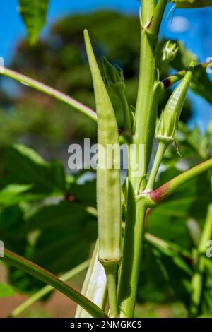 Okra crescente (Abelmoschus esculentus) o okro, anche conosciuto come dito di signora Foto Stock