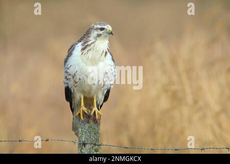 Poiana steppa comune (Buteo buteo) variante leggera, morfo leggero, sdraiato in attesa, in agguato su recinto pascolo, topi da caccia, Siegerland, Nord Foto Stock