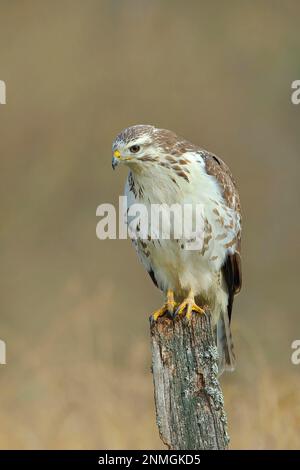 Comune poiana steppa (Buteo buteo) variante leggera, morfo leggero, sul belvedere, seduta in attesa su un palo, topi da caccia, topi da caccia, Siegerland Foto Stock