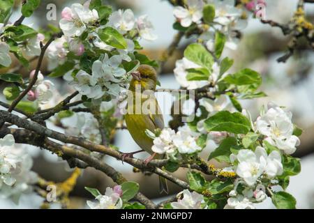 Greenfinch seduto sul ramo tra foglie verdi e fiori aperti bianchi a sinistra guardando Foto Stock