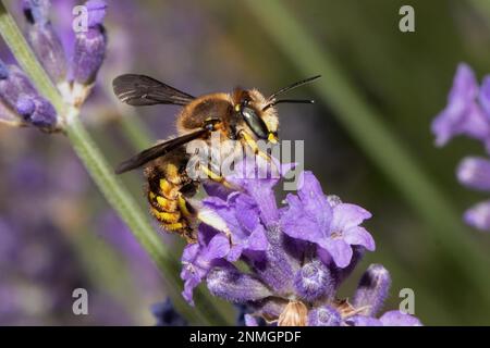 Garden Wooly Bee, grande Wooly Bee con ali aperte seduta su fiore viola succhiare guardando a destra Foto Stock