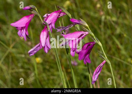 Palude gladiolus alcune panicole di fiori con diversi fiori rossi aperti Foto Stock