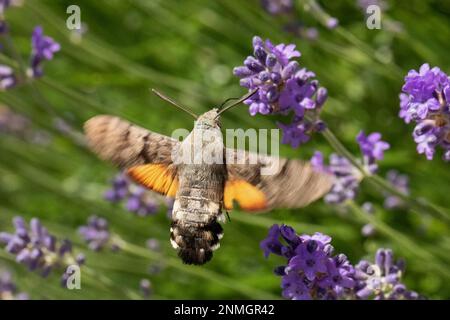 Coda di piccione fioccia con ali aperte che succhiano su fiori viola da dietro Foto Stock