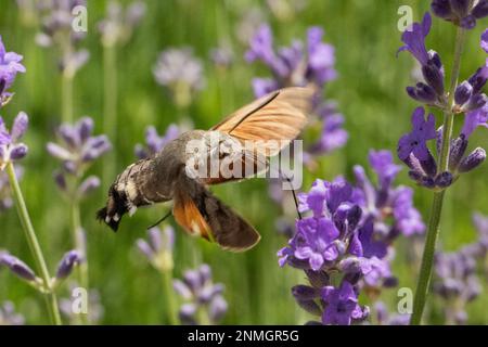 Le code di piccione fiocciano con le ali aperte che succhiano sui fiori viola visti a destra Foto Stock