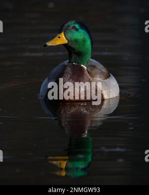 Drake, mallard (Anas platyrhynchos), nuoto in acqua, riflesso, Baden-Wuerttemberg, Germania Foto Stock