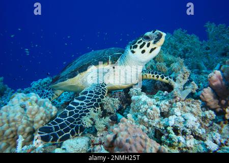 Tartaruga di mare di Hawksbill (Eretmochelys imbricata), luogo di immersione della barriera corallina di Elphinstone, Egitto, Mar Rosso Foto Stock