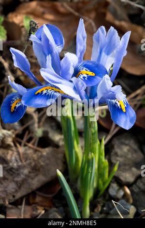 Iris 'Alida', Blue, Iris reticolata 'Alida', Iris reticolato, rockery, Giardino, pianta Foto Stock