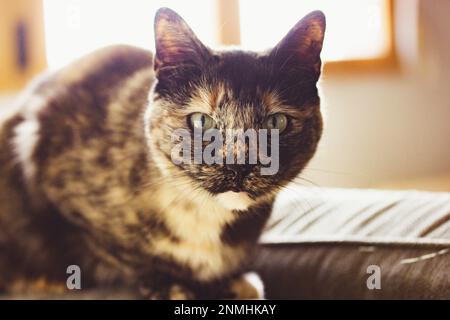 Ritratto di un gatto tartaruga domestico seduto su un divano in casa. Un animale domestico sta guardando una macchina fotografica. Tricolore marrone scuro e felino nero con e verde Foto Stock