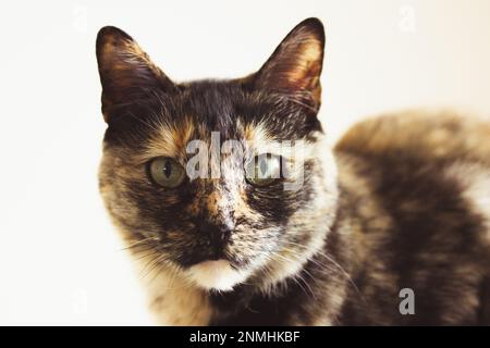 Ritratto di un gatto tartaruga domestico seduto su un divano in casa. Un animale domestico sta guardando una macchina fotografica. Tricolore marrone scuro e felino nero con e verde Foto Stock