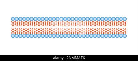 Struttura a doppio strato fosfolipide, illustrazione Foto Stock