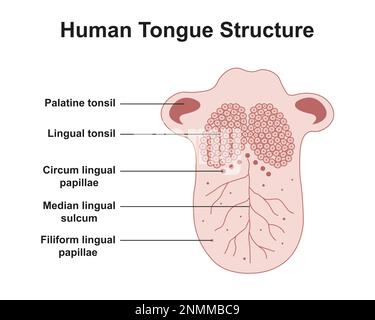 Anatomia della lingua umana, illustrazione Foto Stock