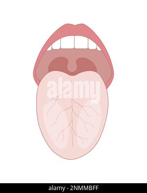 Lingua umana, illustrazione Foto Stock