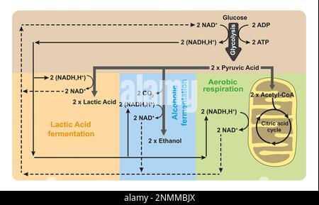 Respirazione aerobica e fermentazione anaerobica, illustrazione Foto Stock