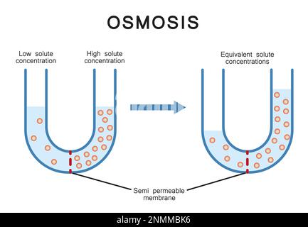 Osmosi, illustrazione Foto Stock