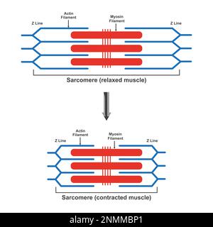 Contrazione e rilassamento del muscolo, illustrazione Foto Stock