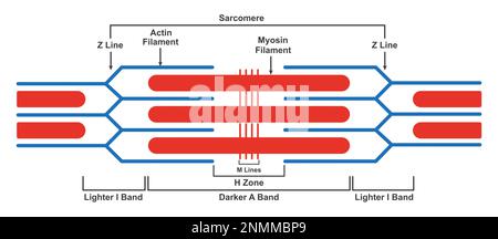 Struttura sarcomera, illustrazione Foto Stock