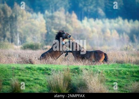 Due pony exmoor bruni combattenti, contro una foresta e lo sfondo di canne. Mordente, aring e colpire. colori autunnali in inverno. Messa a fuoco selettiva Foto Stock