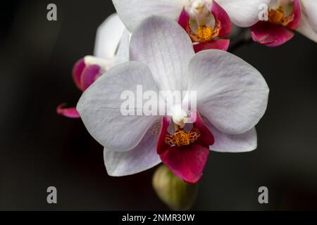 Full frame macro astratto di bellissimi fiori di rosa orchidea (phalaenopsis) rossi e bianchi disposti a bouquet, con fondo scuro sfocato Foto Stock