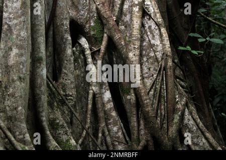 Radici aeree di un fico strangolante nella Riserva Naturale di Tangkoko, Sulawesi del Nord, Indonesia. Un fico strangolante inizia la vita in alto sulle cime degli alberi, secondo Tim Knight di Fauna & Flora International nel suo articolo pubblicato il Phys.Org il 22 dicembre 2022. È 'quando un uccello che ha alimentato elsewhere i frutti del fico nella foresta atterra sull'albero ospite e depositi del poo contenente i semi non digeriti,' ha scritto. "Uno dei semi germina in una fessura di corteccia e germina un sistema di radici aeree che si dirige verso il pavimento della foresta." Foto Stock