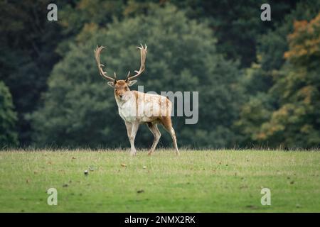 Un capriolo di daino in piedi di fronte alla fotocamera su uno sfondo naturale Foto Stock