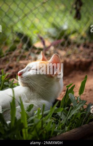 Colpo verticale di un gatto granaio di zenzero che posa pacificamente su una scatola d'erba mostrando il candida momento autentico di una semplice vita rurale sostenibile Foto Stock