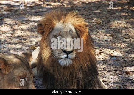 Leoni nella riserva naturale di Fathala, Zoo in Senegal, Africa occidentale Foto Stock
