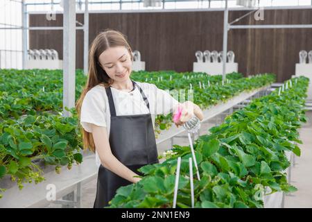 giovane ragazza contadina felice prendersi cura dei prodotti vegetali con amore. moderna piantagione agricola in serra. Foto Stock