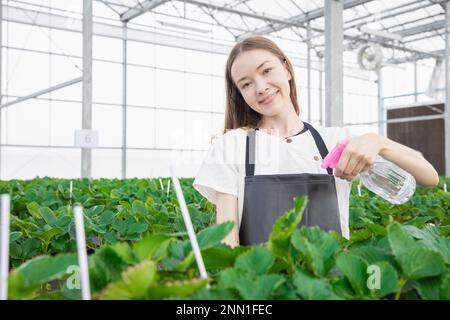 coltivatore irrigazione fertilizzante con nebbia spray piantando fragola in casa di vetro interna con cura sorriso felice Foto Stock