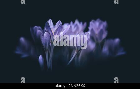 Macro a basso angolo di croci con un cupo scuro; opaco , sfondo blu scuro, spazio negativo, spazio copia Foto Stock