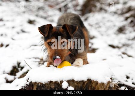 giovane cane piccolo giovane cane razza bodedeguero con yorkshire mix nella neve in cima a un log innevato leccando la neve dal naso con la sua palla gialla dentro Foto Stock